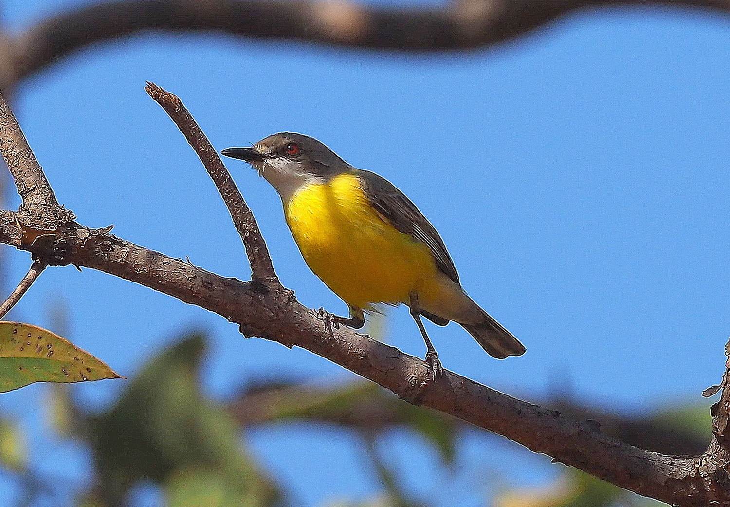 image White-throated Gerygone